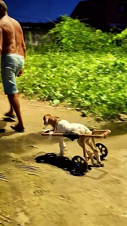 O cabrito, com sua cadeira de rodas, segue o tutor pela cidade.