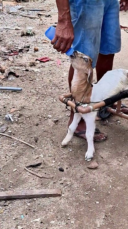 O cabrito está sendo muito mimado pelo dono.