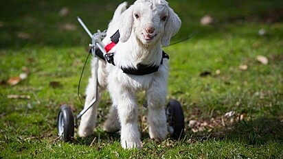 Frostie, o cabrito paraplégico que anda de cadeira de rodas.