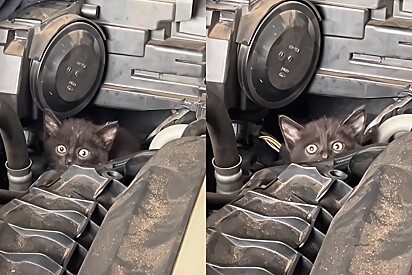 ‘Uma abridinha no capô pode salvar uma vida’: saiba como proteger os gatos de rua no frio