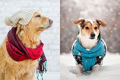 10 indicações de roupinhas de cachorro para pets que sentem frio.