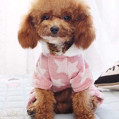  Pijama de plush para cachorro. Roupinha de frio