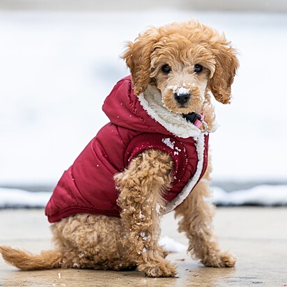 Cães com pelo curto, idade avançada ou de porte pequeno sentem mais frio. 