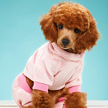 Cachorros sentem frio.