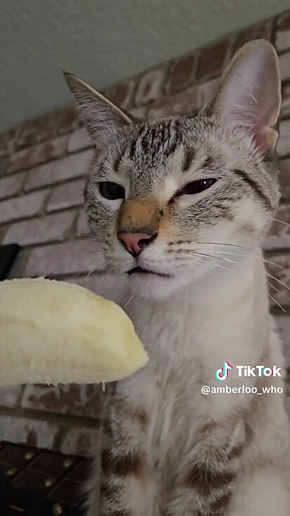 O gato nem quis experimentar. 