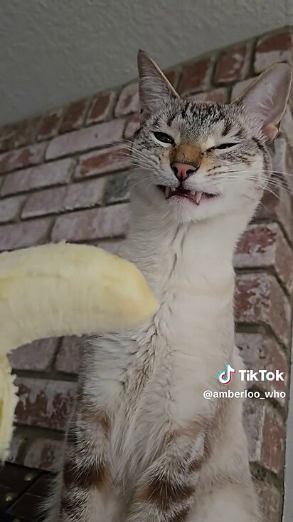 Bruno não gostou do cheiro da banana.