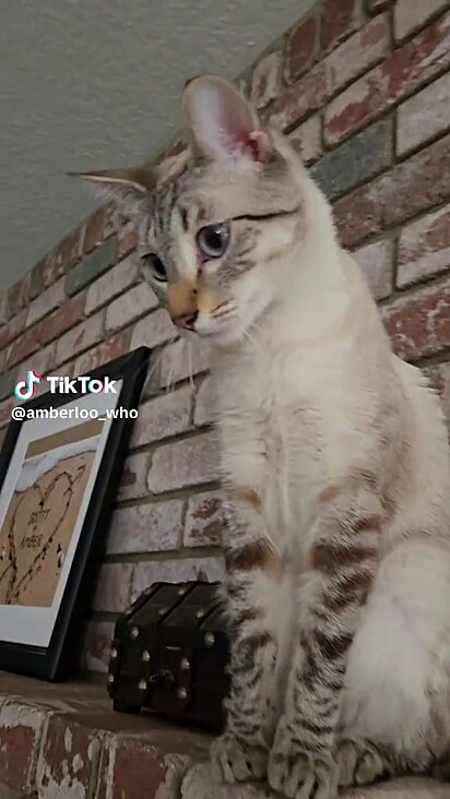 O gatinho é conhecido por gostar de fruta.