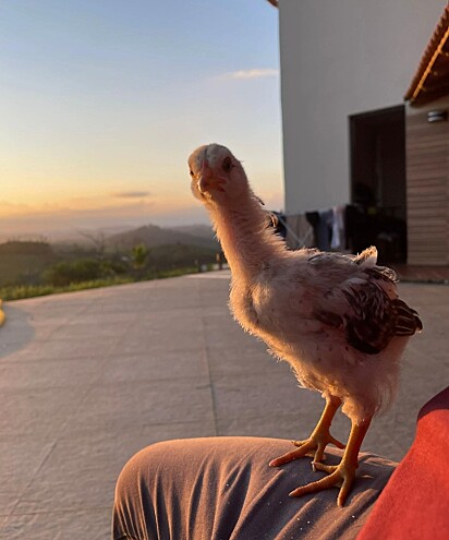 Jorel, um pintinho de estimação.