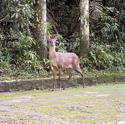 O veado observando Amanda enquanto ela o filmava.