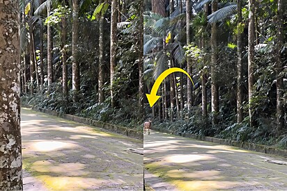 Durante caminhada, mulher fica frente a frente com animal selvagem que parece ter saído de um conto de fadas.