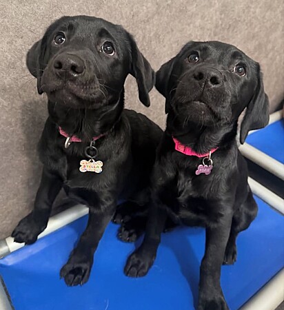 Stella e Roxie, duas labradoras de cinco meses.