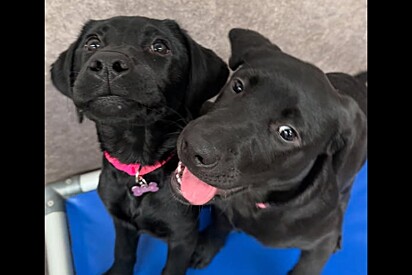 Labradora filhote faz melhor amiga em creche para cachorros - tempos depois, tutor recebe uma mensagem
