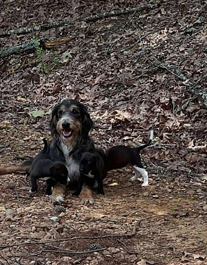 Cachorrinha abandonada com seus filhotes ao redor.