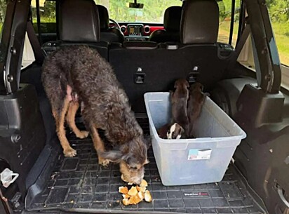 A cachorrinha Sugar se alimenta enquanto os filhotes descansam dentro de uma caixa de transporte.