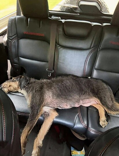 A cachorrinha Sugar descansando no banco de trás do carro.