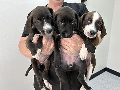 Os filhotes Bailey, Bree e Burt.