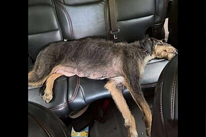 Cachorrinha de rua desmaia de alívio após perceber que seus filhotes estavam seguros.
