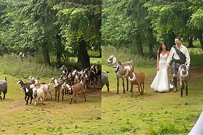 Em casamento digno de conto de fadas, casal de fazendeiros entram em cerimônia com a presença de seus animais.
