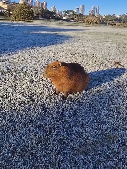 Os animais não choram como nós, humanos.
