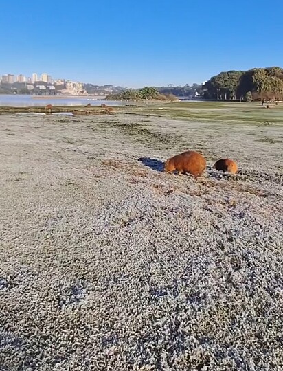 As capivaras na geada em Curitiba.