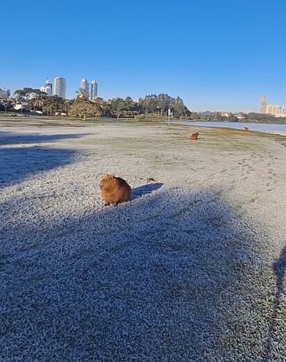 Os internautas ficaram comovidos com as capivaras tremendo de frio em Curitiba.