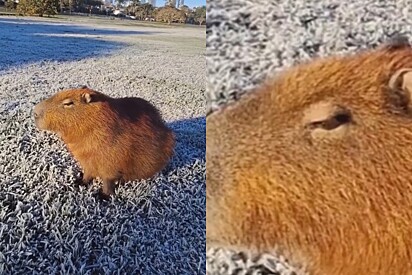 Capivara é vista chorando e tremendo de frio em dia de temperaturas severas com geada em Curitiba