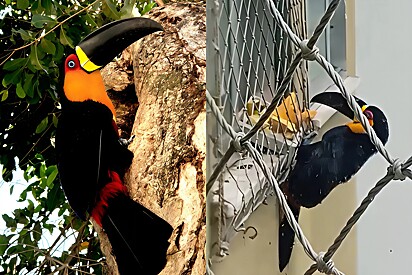 O tucano passou a visitar o casal duas vezes ao dia.