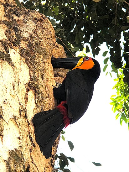 O tucano fez um ninho próximo ao apartamento do casal.