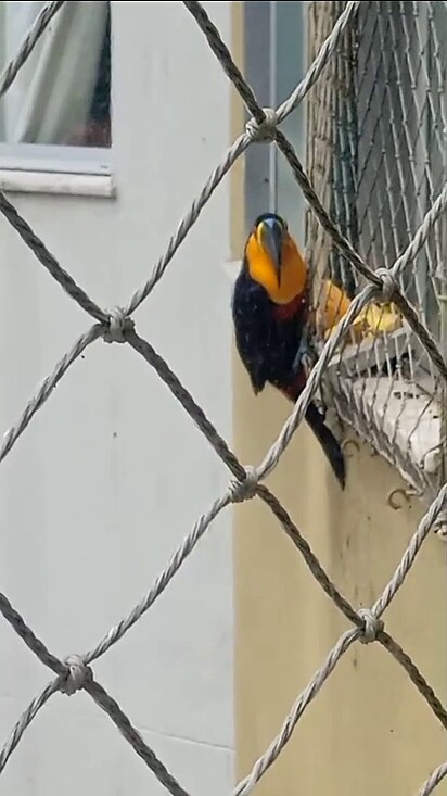 O tucano se acostumou com a oferta de alimento.