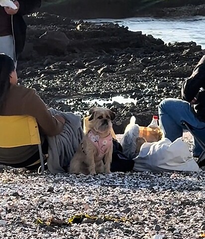 Cachorrinha fiapo de manga sentada na praia ao lado de uma família que nem é a dela.
