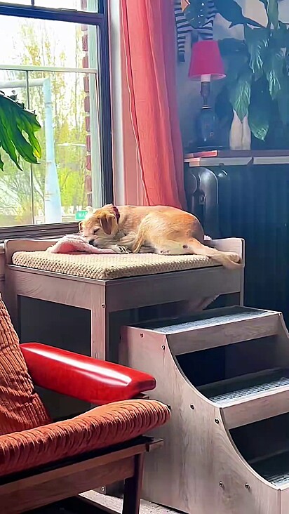 Pixie consegue entrar em um estágio profundo de sono.