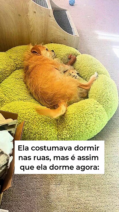 Até dormindo ela mostra gratidão e felicidade por ter sido adotada.