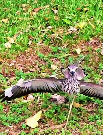 Um alcaravão-de-bico-fino em pose de cortejo.