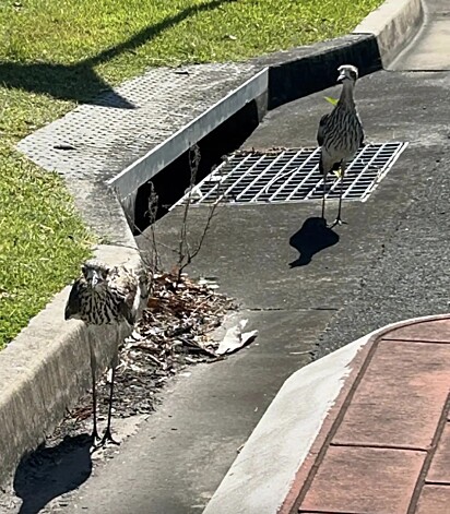 As aves eram dois alcaravões-de-bico-fino.