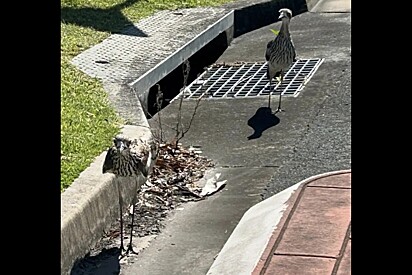 Casal de pássaros selvagens estava em vigília em rua movimentada — e então alguém percebeu o porquê