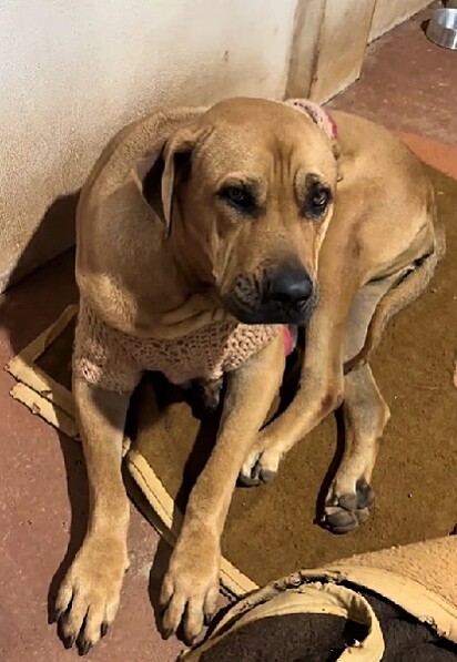 Elvira, uma fila brasileira resgatada de maus-tratos.