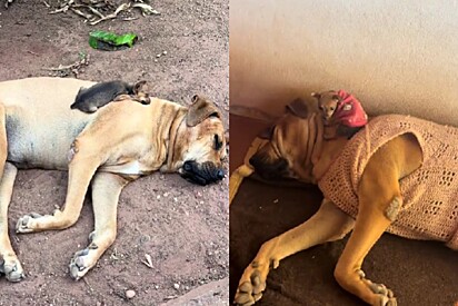 Mily se apaixonou pela irmã mais velha imediatamente.