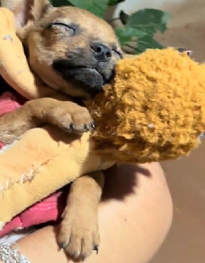 Mily, a cachorrinha, é minúscula.