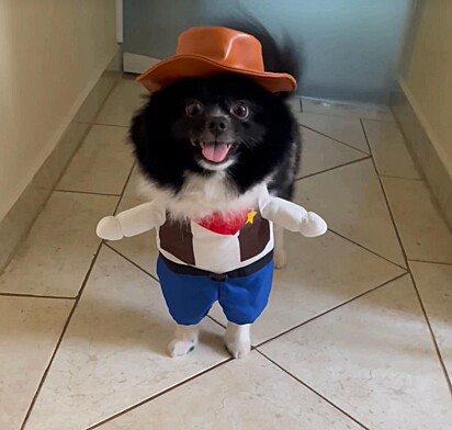 Conheça Panda, o Lulu da Pomerânia que tem o incrível talento de sambar.
