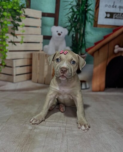 Pitbull Athenna posando, ainda filhotinha, para a foto.