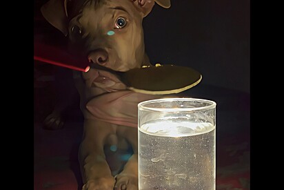 Tutor faz a trend do “pozinho mágico” com seu pitbull e reação do pet encanta milhares.