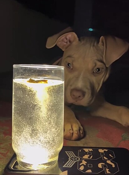 A pitbull Athenna observando o brilho do copo.