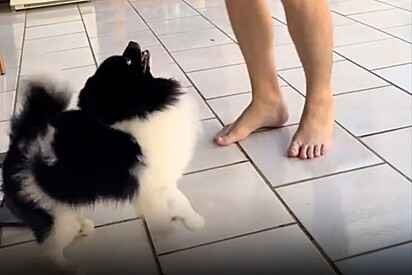 Panda, o Lulu da Pomerânia, vestido com uma roupa de xerife.