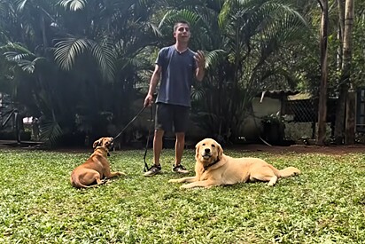 Cão Golden impressiona por ajudar no adestramento de cão com histórico agressivo