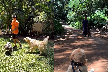Max é um golden retriever que ajuda no treinamento de cães reativos e com histórico agressivo.