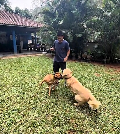 Max mostra limites sem machucar.