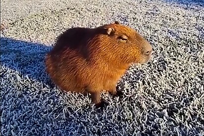 Capivara é vista chorando e tremendo de frio em dia de temperaturas severas com geada em Curitiba