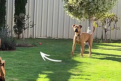 O cão sempre pode contar com a ajuda da irmã.