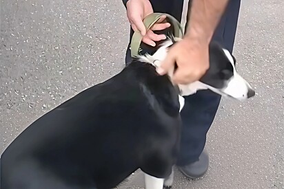 Tutora não consegue acreditar ao ver carro de polícia chegando com seu cachorro