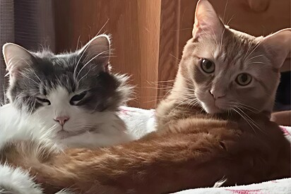 Gatos que nunca viram a luz do sol veem sua vida mudar após notícia tão esperada.